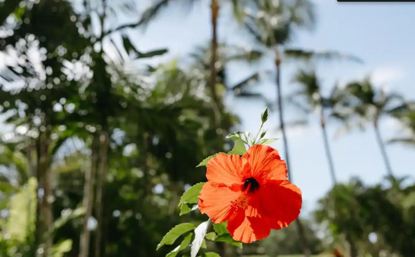Renovated & Walkable To Beaches, Shops & Dining! Wailea  United States
