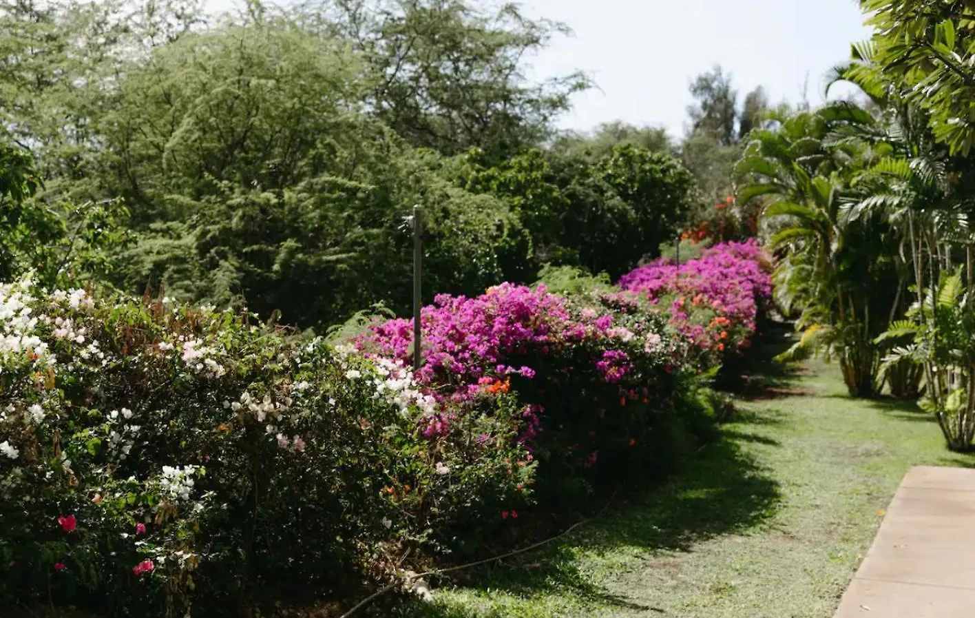 Renovated & Walkable To Beaches, Shops & Dining! Wailea  Wailea (Maui)